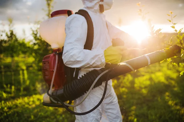 Un agriculteur à l'extérieur dans un verger au coucher du soleil, utilisant des pesticides chimiques . — Photo