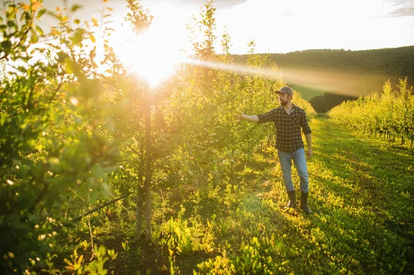 Um agricultor maduro a andar ao ar livre no pomar ao pôr-do-sol. Espaço de cópia . — Fotografia de Stock