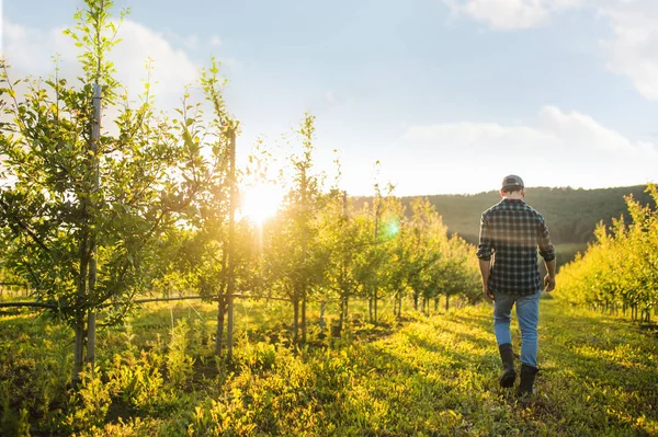 Uma visão traseira do fazendeiro andando ao ar livre no pomar ao pôr do sol. Espaço de cópia . — Fotografia de Stock