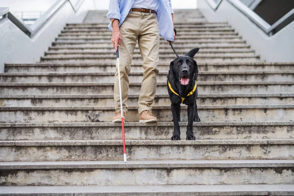 Hombre ciego mayor con perro guía caminando por las escaleras en la ciudad, sección media . — Foto de Stock