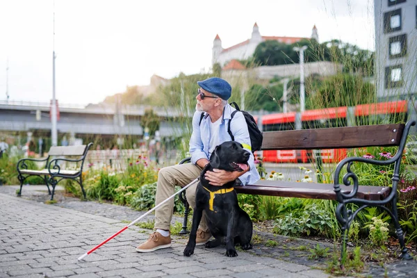Senior blind man with guide dog sitting on bench in park in city.