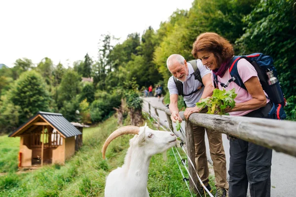 Starší důchodce pár turistika v přírodě, krmení koz. — Stock fotografie