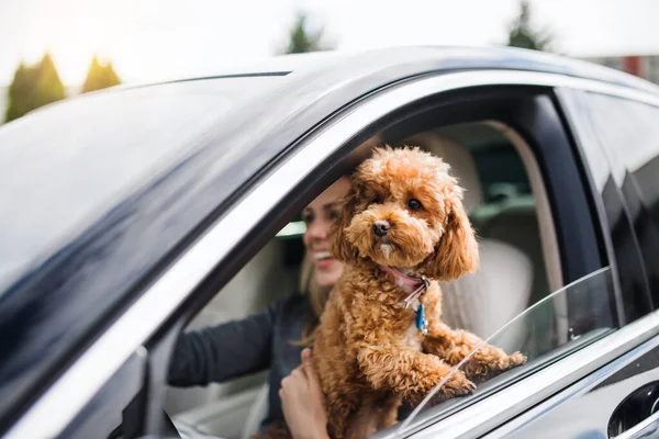 Conductora joven con un perro sentado en el coche, conduciendo . —  Fotos de Stock