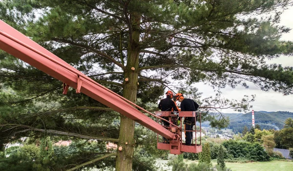 Arboristiska män med motorsåg och lyftplattform skära ett träd. — Stockfoto