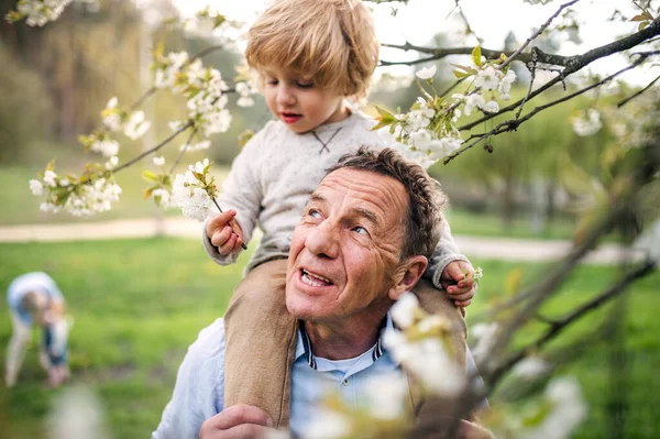 Starszy dziadek z wnukiem malucha stojącym na łonie natury wiosną. — Zdjęcie stockowe