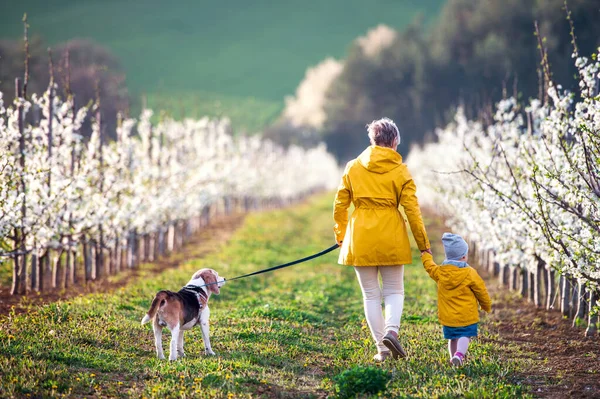 Bakifrån av äldre mormor med sondotter promenader i fruktträdgård på våren. — Stockfoto