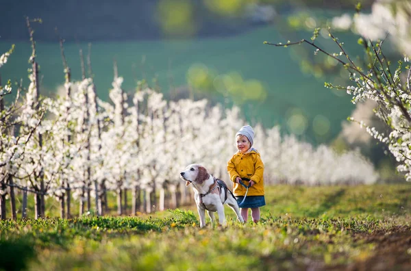 Vista frontale della piccola bambina in piedi nel frutteto in primavera, con in braccio un cane . — Foto Stock