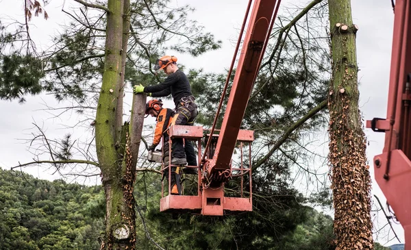 Arborist άνδρες με αλυσοπρίονο και ανυψωτική πλατφόρμα κοπή ενός δέντρου. — Φωτογραφία Αρχείου
