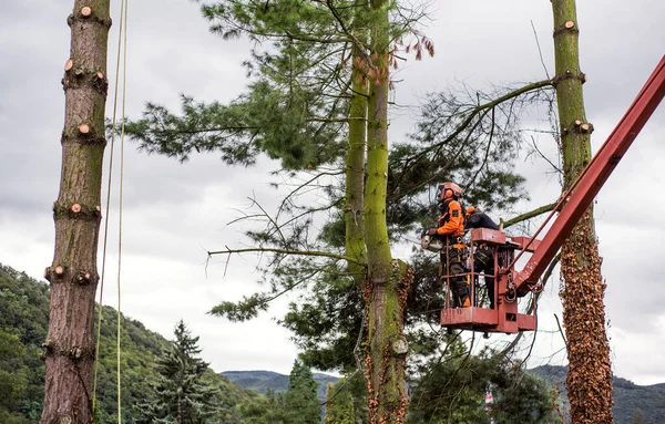 Arborist men with chainsaw and lifting platform cutting a tree. — Stock Photo, Image