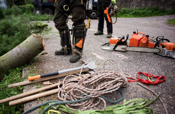 Parte central de homens arboristas com motosserra e cordas cortando uma árvore . — Fotografia de Stock