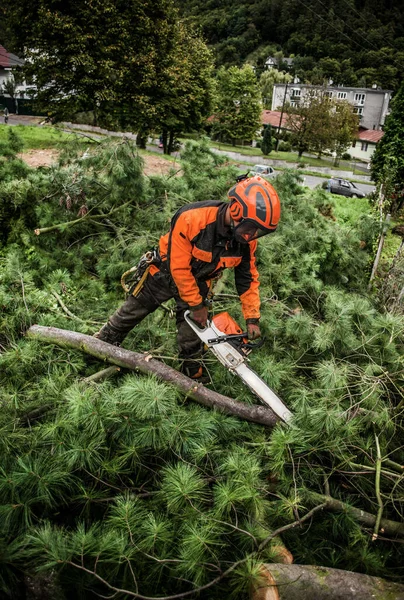 Skogshuggare med motorsåg skär ett träd i stan. — Stockfoto