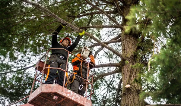 Hombres arboristas con motosierra y plataforma de elevación cortando un árbol . — Foto de Stock