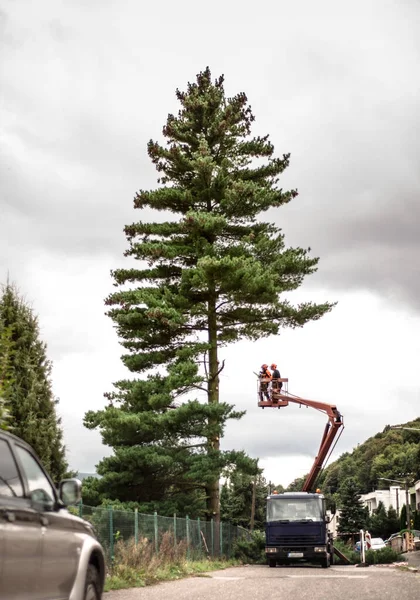 Arborist men with chainsaw and lifting platform cutting a tree. — Stock Photo, Image