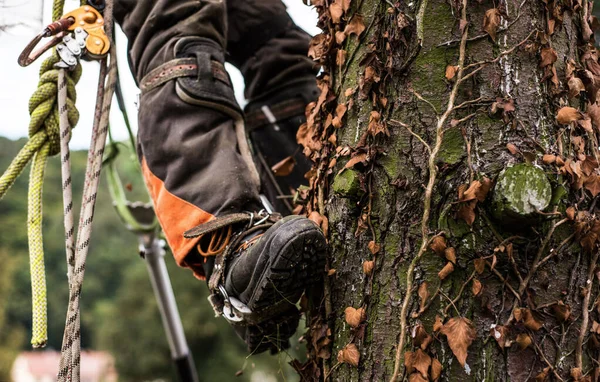 Mittparti av ben arborist man med sele skära ett träd, klättring. — Stockfoto