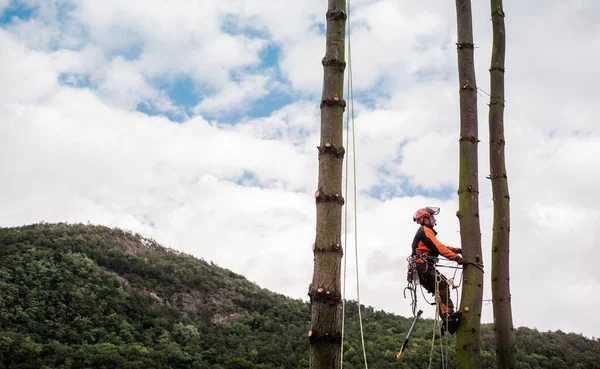 Arboriste homme avec harnais couper un arbre, escalade . — Photo