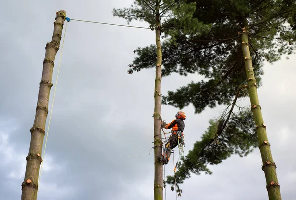 Arborist man met harnas snijden van een boom, klimmen. — Stockfoto
