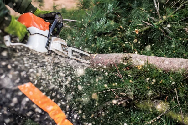 Närbild av skogshuggare med motorsåg som sågar ett träd, mittsektion. — Stockfoto