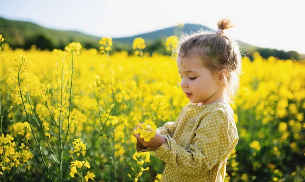 Widok z boku szczęśliwy mały maluch dziewczyna stoi w przyrodzie na polu rzepaku. — Zdjęcie stockowe