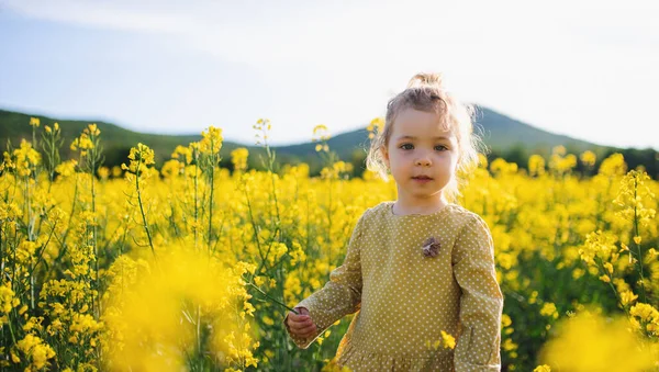 Vedere frontală a fetiței mici fericite care stă în natură în câmpul de rapiță . — Fotografie, imagine de stoc