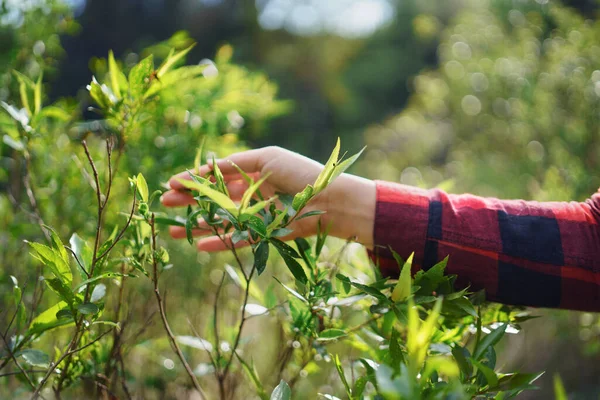 Mano femminile di giovane donna su una passeggiata nella foresta nella natura estiva . — Foto Stock