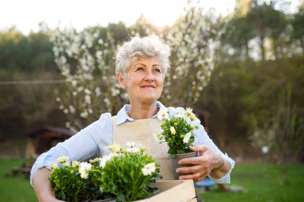 Oudere vrouw tuinieren in de zomer, het houden van bloeiende planten. — Stockfoto