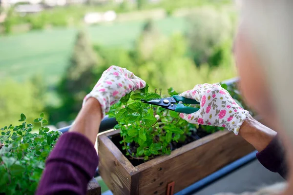 Unrecognizable woman gardening on balcony in summer, cutting herbs. — Stock Photo, Image