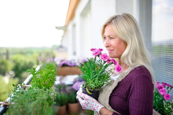 Senior kvinna trädgårdsarbete på balkong på sommaren, håller krukväxter. — Stockfoto