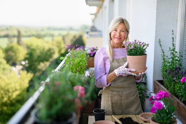 Seniorin gärtnert im Sommer auf Balkon und pflanzt Blumen. — Stockfoto