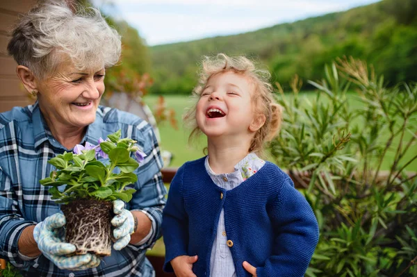 Senior grootmoeder met kleine kleindochter tuinieren op balkon in de zomer, lachen. — Stockfoto