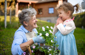 Senior grandmother with small granddaughter gardening outdoors in summer, laughing.
