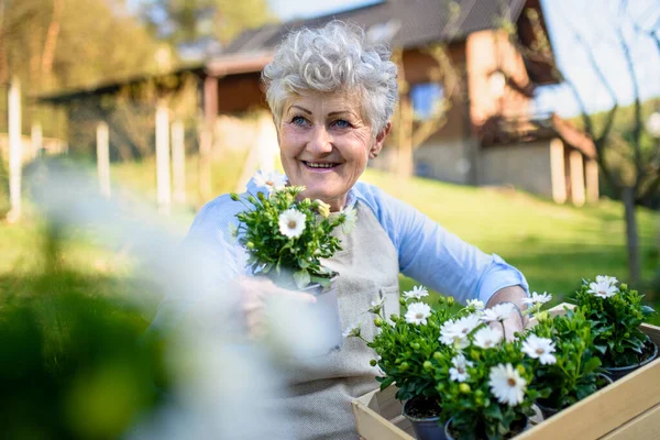 Seniorin gärtnert im Sommer mit blühenden Pflanzen. — Stockfoto