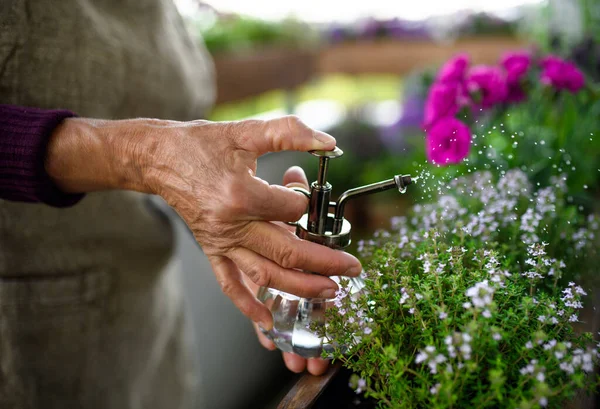 Mulher sênior irreconhecível jardinagem na varanda no verão, pulverizando plantas . — Fotografia de Stock