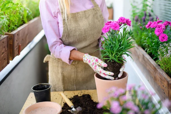 Невпізнавана старша жінка садівництво на балконі влітку, посадка квітів . — стокове фото