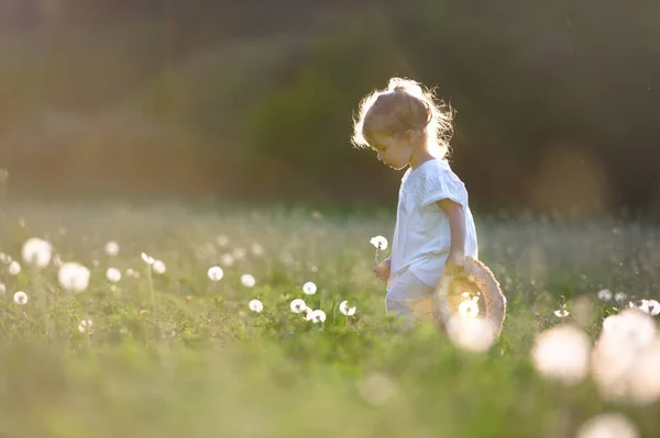 Små småbarn flicka promenader på ängen utomhus på sommaren. Kopiera utrymme. — Stockfoto