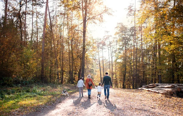 Sonbahar ormanında yürüyüşe çıkmış küçük çocukları ve köpekleri olan genç bir ailenin arka görüntüsü.. — Stok fotoğraf