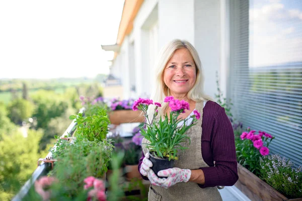 Mujer mayor jardinería en el balcón en verano, la celebración de macetas de plantas . —  Fotos de Stock