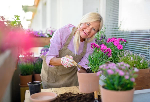 Senior woman gardening on balcony in summer, planting flowers. — Stock Photo, Image