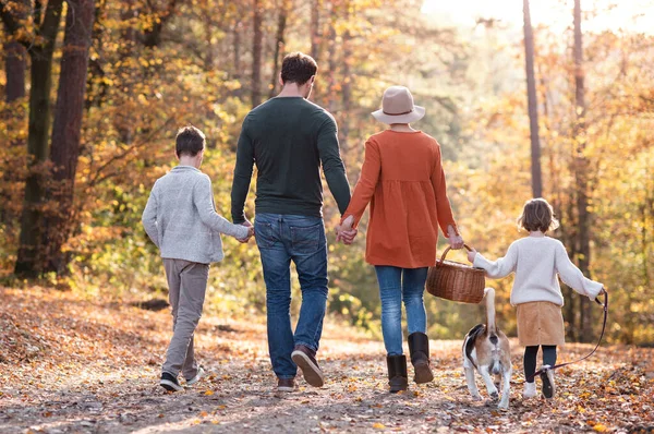 Achteraanzicht van jonge familie met kleine kinderen en hond op een wandeling in het najaarsbos. — Stockfoto