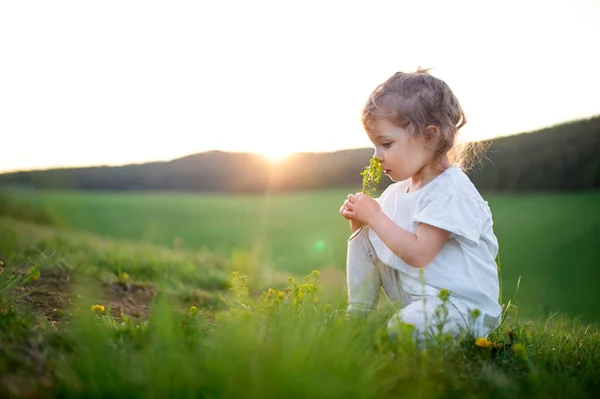 Liten småbarn flicka på äng utomhus på sommaren. Kopiera utrymme. — Stockfoto