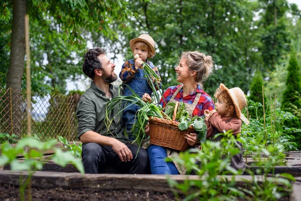 Keluarga dengan anak kecil berkebun di pertanian, menanam sayuran organik. — Stok Foto