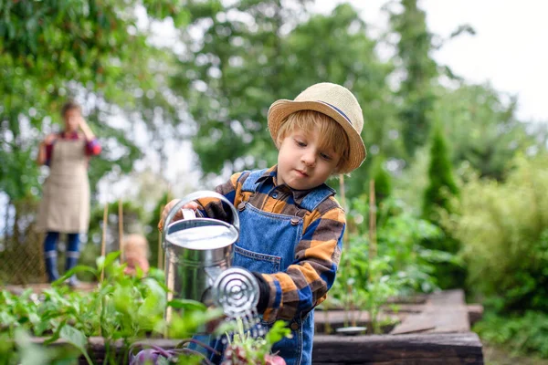 Küçük çocuk çiftlikte sebze suluyor, bahçecilik yapıyor ve organik sebzeler yetiştiriyor.. — Stok fotoğraf