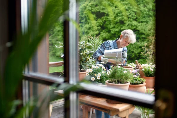 Starsza kobieta ogrodnictwo na balkonie w lecie, strzał przez szkło. — Zdjęcie stockowe