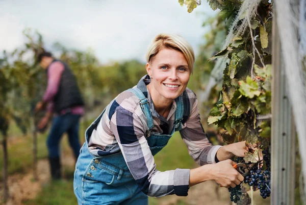 Mujer trabajadora recolectando uvas en viñedo en otoño, concepto de cosecha. — Foto de Stock