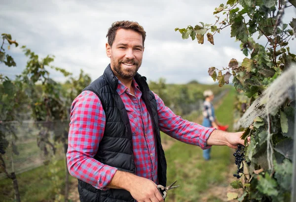 Homem trabalhador coleta de uvas na vinha no outono, conceito de colheita. — Fotografia de Stock