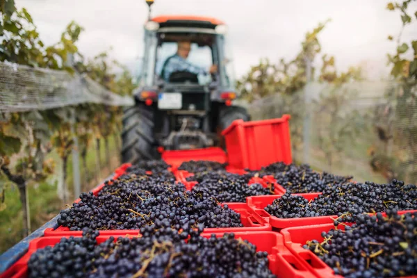Zbiory winogron, winnice i ciągnik z rolnikiem pełnym zebranych winogron. — Zdjęcie stockowe