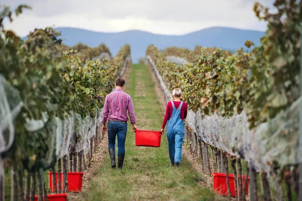 Achteraanzicht van man en vrouw die druiven verzamelen in wijngaard in de herfst, oogstconcept. — Stockfoto