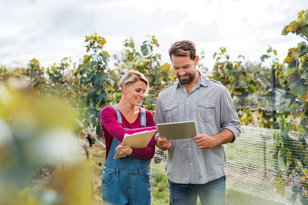 Man en vrouw met tablet aan het werk in wijngaard in de herfst, oogst concept. — Stockfoto