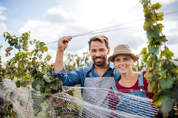 Man en vrouw verzamelen druiven in wijngaard in de herfst, oogst concept. — Stockfoto