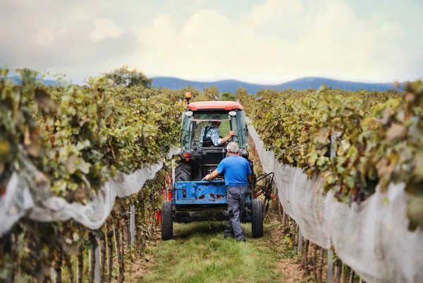 Achteraanzicht van trekker met landbouwers in wijngaard, druivenoogstconcept. — Stockfoto