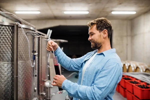 Man worker measuring gravity indoors, wine making concept. — Stock Photo, Image